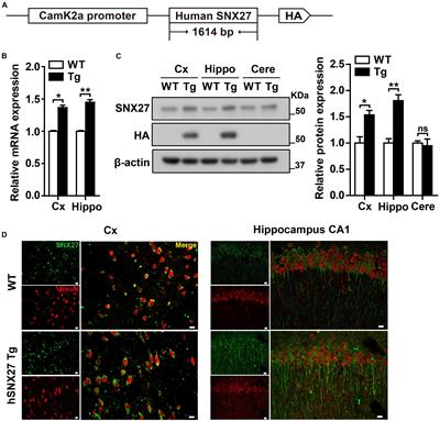 Overexpression of Human SNX27 Enhances Learning and Memory Through Modulating Synaptic Plasticity in Mice